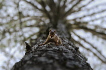 Red Squirrel (Tamiasciurus hudsonicus) on Red Pine (Pinus resinosa) trunk, Northwoods, Minnesota
