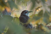 Black-billed Cuckoo (Coccyzus erythropthalmus) perched in tree, Minnesota