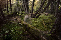 Photographer self-portrait among cedar trees, Northwoods, Minnesota