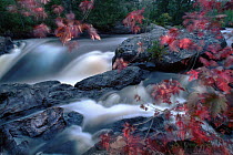 Sugar Maple (Acer saccharum) trees in autumn colors, Vermilion Falls, Voyager National Park, Minnesota