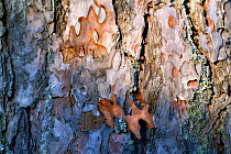 Red Pine (Pinus resinosa) bark detail, Northwoods, Minnesota
