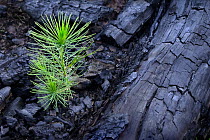 Jack Pine (Pinus banksiana) seedling sprouting after fire, Minnesota