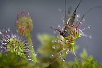 Sundew (Drosera sp) plant with caught mosquito, Northwoods, Minnesota