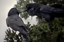 Common Raven (Corvus corax) pair in the Northwoods, Minnesota