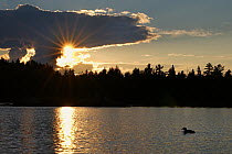 Common Loon (Gavia immer) on lake at sunset, Northwoods, Minnesota