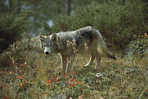 Timber Wolf (Canis lupus) juvenile, Minnesota