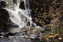 Timber Wolf (Canis lupus) crossing stream, Superior National Forest, Minnesota