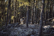 Timber Wolf (Canis lupus) in boreal forest, Northwoods, Minnesota
