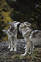 Timber Wolf (Canis lupus) juveniles in ritual greeting of alpha wolf, Minnesota