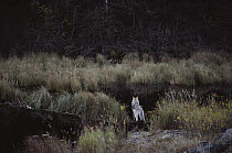 Timber Wolf (Canis lupus) hunting for American Beaver (Castor canadensis) in stream, Minnesota