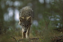 Timber Wolf (Canis lupus) pup, Northwoods, Minnesota