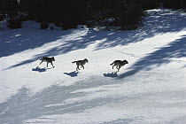 Timber Wolf (Canis lupus) trio running across frozen lake, Minnesota