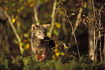 Timber Wolf (Canis lupus) juvenile, Minnesota