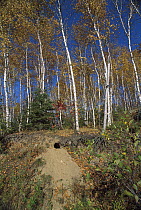 Timber Wolf (Canis lupus) possible den site in south-facing sandy slope, Minnesota