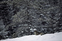 Timber Wolf (Canis lupus) resting in snow, Boundary Waters Canoe Area Wilderness, Minnesota