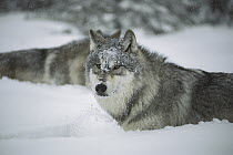 Timber Wolf (Canis lupus) in deep snow, Boundary Waters Canoe Area Wilderness, Minnesota