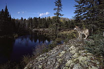 Timber Wolf (Canis lupus) standing on rock overlooking water, Minnesota