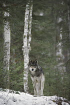 Timber Wolf (Canis lupus) peering from snowy forest, northern Minnesota