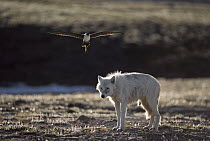 Long-tailed Jaeger (Stercorarius longicaudus) attacking Arctic Wolf (Canis lupus) standing too close to its nest, Ellesmere Island, Nunavut, Canada