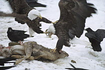 Bald Eagle (Haliaeetus leucocephalus) attacking other eagle and fighting with Common Raven (Corvus corax) group over deer carcass in the snow, Minnesota