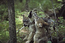 Timber Wolf (Canis lupus) pup trio howling, Minnesota