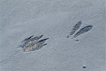 Timber Wolf (Canis lupus) and rabbit tracks in the snow, Minnesota