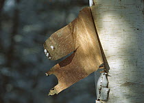 Birch (Betula sp) tree with peeling bark, Northwoods, Minnesota
