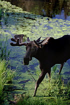 Moose (Alces alces andersoni) bull in pond, Minnesota