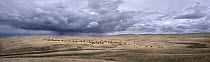 American Bison (Bison bison) herd in prairie landscape under a stormy sky, North America