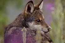 Timber Wolf (Canis lupus) pup looking back over its shoulder, North America