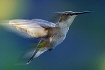Ruby-throated Hummingbird (Archilochus colubris) female flying, North America