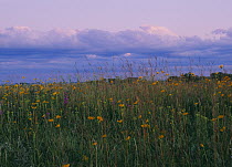 Blooming prairie flowers under gathering clouds, Blue Mounds State Park, Minnesota