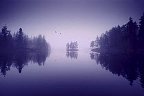Two birds flying over misty Discovery Lake, Boundary Waters Canoe Area Wilderness, Minnesota