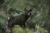 Timber Wolf (Canis lupus) black morph peering through foliage, North America