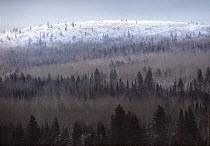 Frost-covered hill rising from boreal forest, Boundary Waters Canoe Area Wilderness, Minnesota