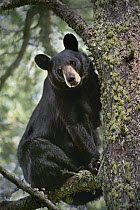 Black Bear (Ursus americanus) in tree, Judd Creek, Northwoods, Minnesota