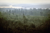 Misty boreal forest, Boundary Waters Canoe Area Wilderness, Minnesota