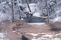 Wood Duck (Aix sponsa) quartet on snowy Judd Creek, Northwoods, Minnesota