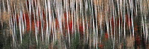 Birch (Betula sp) trees in fall, Minnesota