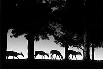 White-tailed Deer (Odocoileus virginianus) group grazing along hilltop, Northwoods, Minnesota