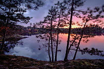 Sunset through Pine (Pinus sp) trees, Burntside Lake, Superior National Forest, Minnesota