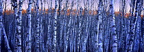 Birch (Betula sp) grove, Northwoods, Minnesota