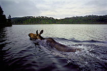 Moose (Alces alces andersoni) female swimming across lake, Northwoods, Minnesota