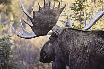 Moose (Alces alces andersoni) bull, Northwoods, Minnesota