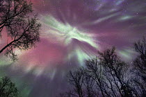 Aurora borealis, Northwoods, Minnesota