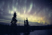 Aurora borealis, Northwoods, Minnesota