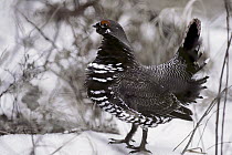 Spruce Grouse (Falcipennis canadensis) male in snow, Northwoods, Minnesota