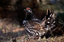 Spruce Grouse (Falcipennis canadensis) male, Northwoods, Minnesota