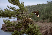 Bald Eagle (Haliaeetus leucocephalus) bringing fish to mate in nest, Northwoods, Minnesota