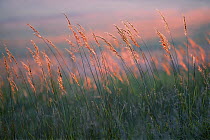Indian Grass (Sorghastrum nutans) prairie, Blue Mounds State Park, Minnesota